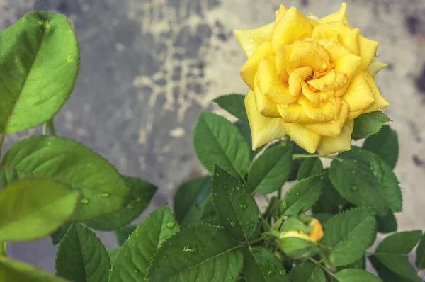 Big yellow rose — Stock Photo, Image