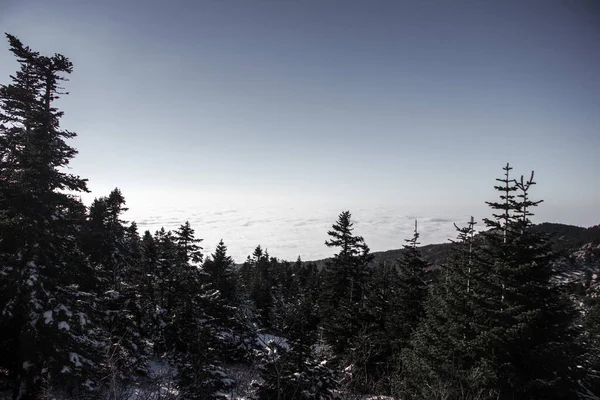 Doğa Çam Ağaçları Bulutların Üzerinden Ufka Doğru Uzanır — Stok fotoğraf