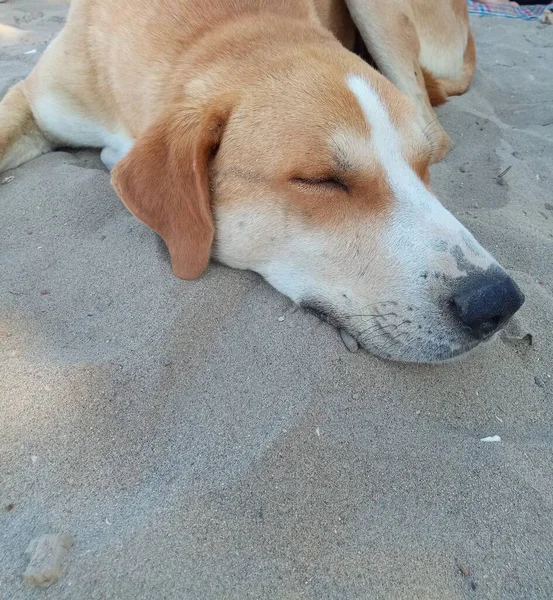 Cute Sweet Dog Sleeping Sand Beach — Stock Photo, Image