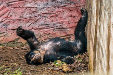 Yaşlı gözlüklü ayı kestiriyor