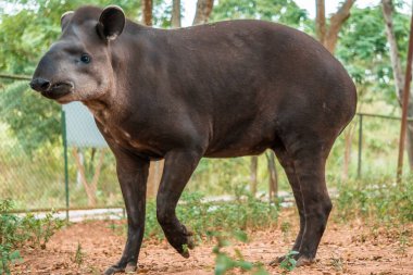 Güney Amerika 'da büyük Tapir