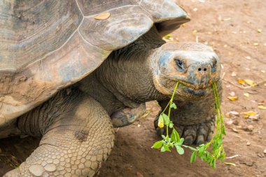 Büyük Galapagos kaplumbağası, Ekvador 'daki ortamında bitki yiyor. Galapagos kaplumbağaları Galapagos adalarının yedi tanesinin yerlisidir.