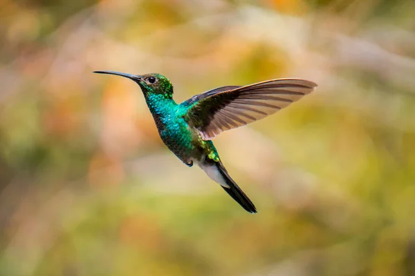 Caption of hummingbird flying in the forest
