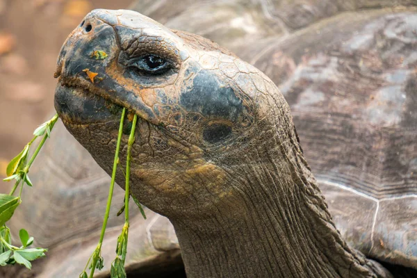 Cute galapagos tortoise eating plants in his environment in Ecuador