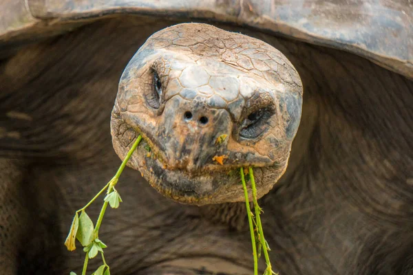 Face Big Turtle Eating Galapagos Island Ecuador Galpagos Tortoises Native — Stockfoto