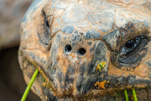 Galapagos Turtle Eating Plants His Environment Ecuador Galpagos Tortoises Native — Stockfoto