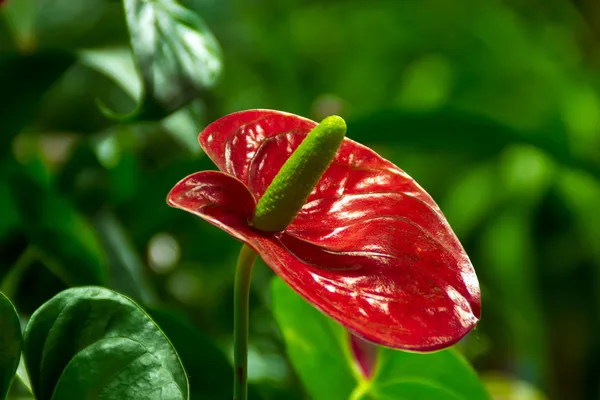 Blumen - Dekoration — Stockfoto