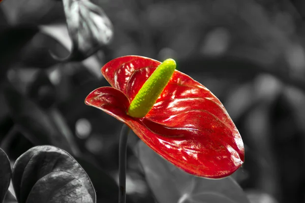 Anthurium — Stok Foto