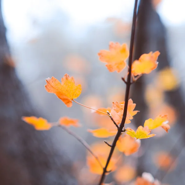 Brindille d'érable jaune automne — Photo