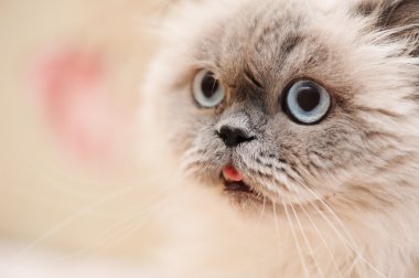 İskoç uzun saçlı kedi