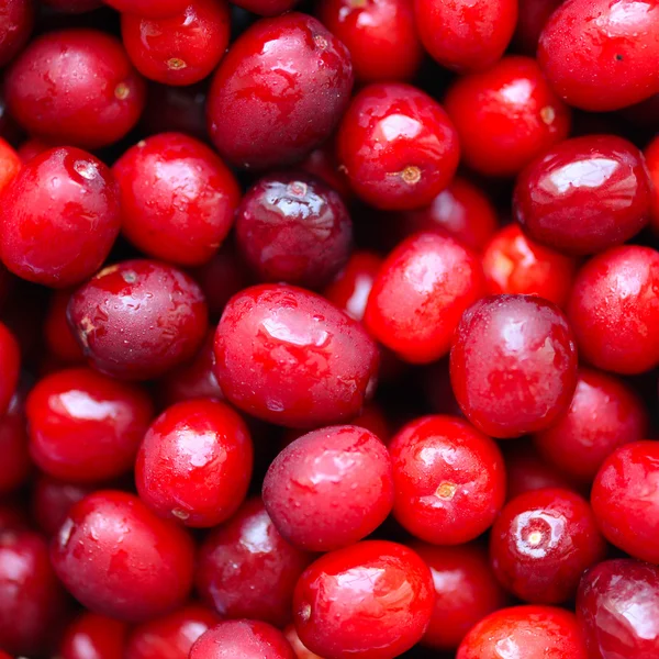 Red ripe cranberries — Stock Photo, Image