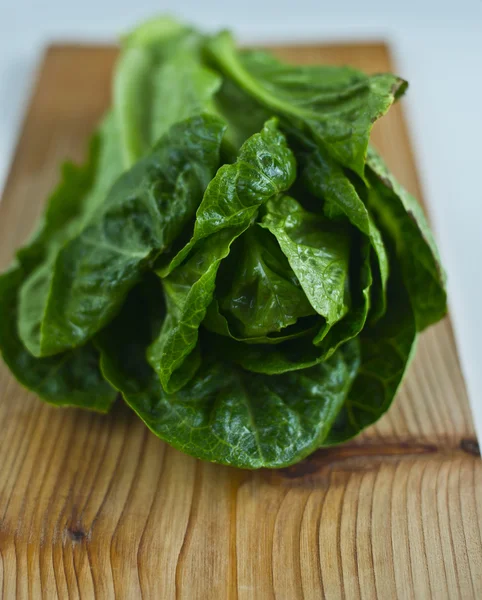 Romainischer Salat — Stockfoto