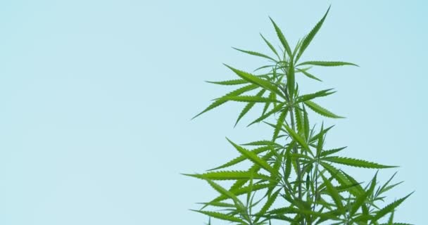 以蓝天为背景的野生大麻植物 大麻是一种用于医疗的药用植物 大麻是一种药草 大麻是一种药用植物 慢动作视频4K Dci — 图库视频影像