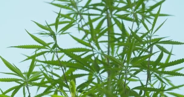 背景に空を持つ野生の大麻植物 大麻は医療で使用される薬用植物であり マリファナは薬草であり 麻は薬用植物です スローモーションビデオ Dci — ストック動画