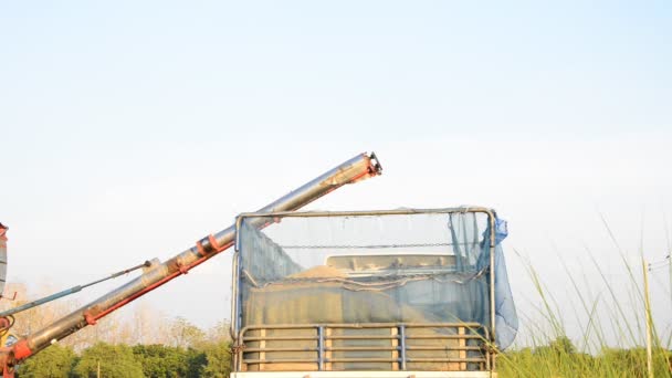 Transferring rice. — Stock Video