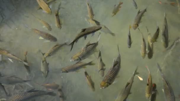Poissons nageant dans la rivière .