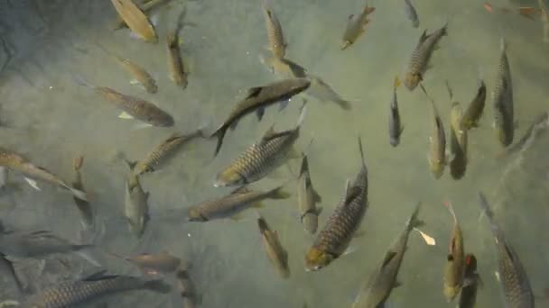 Poissons nageant dans la rivière . — Video