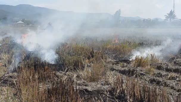 Сожжение рисовой соломы . — стоковое видео