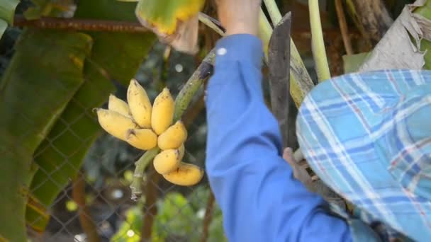 Jeune homme coupant banane mûre . — Video