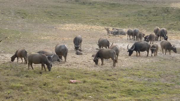 Familia de búfalos pastando . — Vídeo de stock