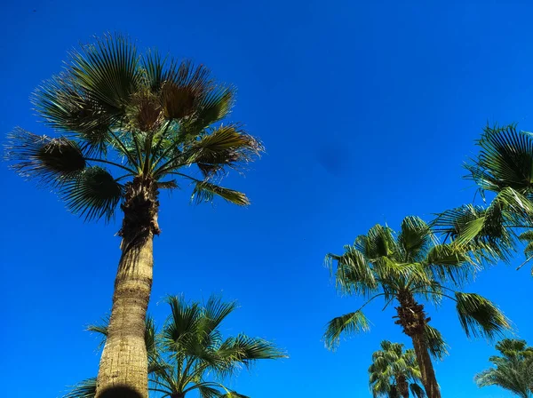 Palmy Przeciwko Błękitnemu Niebu Mieście Sharm Sheikh Egipt Widok Dolny — Zdjęcie stockowe