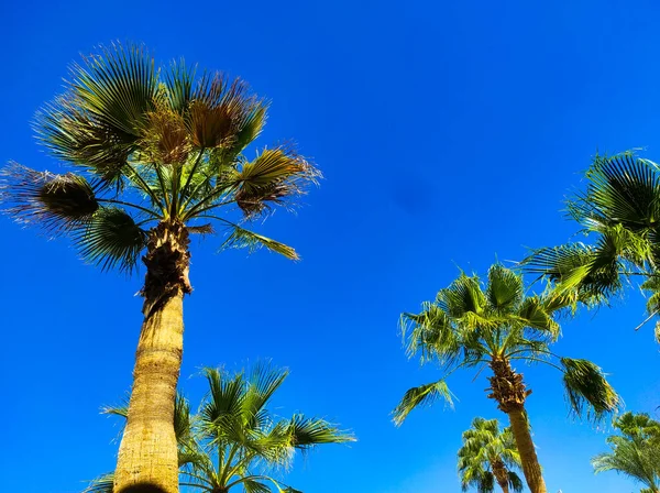 Palmy Proti Modré Obloze Městě Sharm Sheikh Egypt Dolní Pohled — Stock fotografie