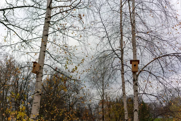 2羽の鳥小屋が白樺の上に立ち秋の天気曇り — ストック写真