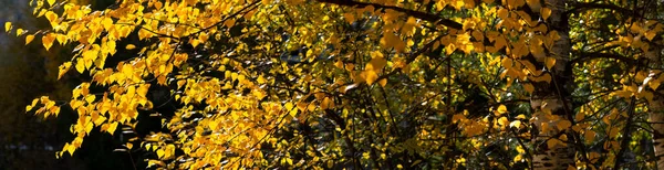 Birch Leaves Turned Yellow Autumn Natural Background Birch Branches Trunk — Stock Photo, Image