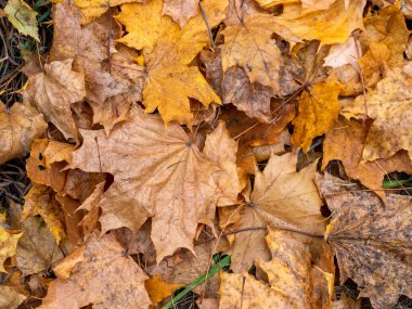 Kuru akçaağaç yaprakları yerde yatar. Yakın plan. Sarı akçaağaç yapraklı sonbahar arkaplanı.