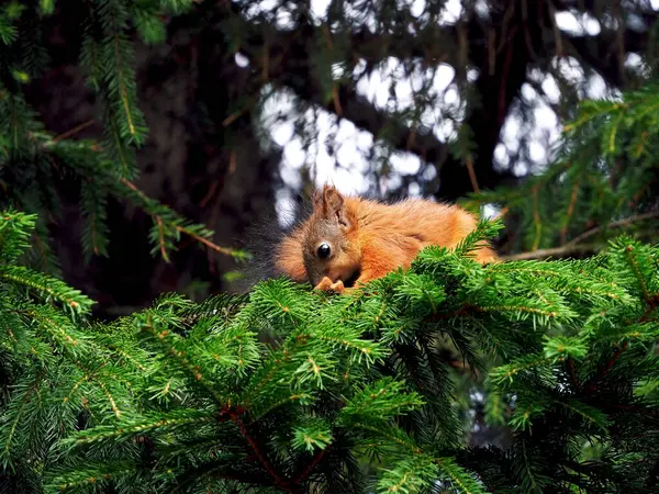 Cute Young Squirrel Nestled Comfortably Spruce Branch Green Needles Close — 图库照片