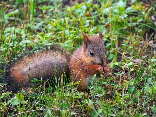 Small Young Fluffy Squirrel Sits Grass Eats Close Natural Background — ストック写真