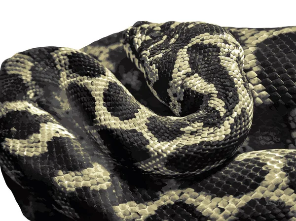Tapete Ondulado Python Close Textura Pele Cobra Ilustração Vetorial —  Vetores de Stock