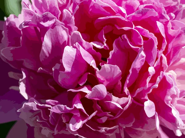Розовый Пион Крупный План Цветочный Фон Лепестками Пиона Векторная Иллюстрация — стоковый вектор