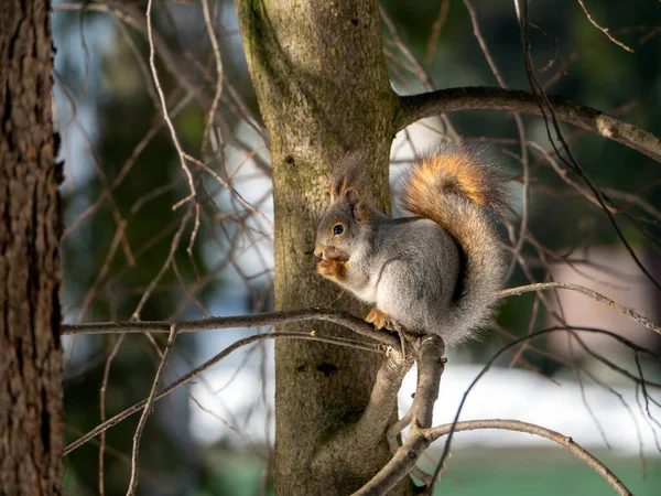 Een Schattige Eekhoorn Met Grijs Pluizig Vacht Een Rode Staart — Stockfoto