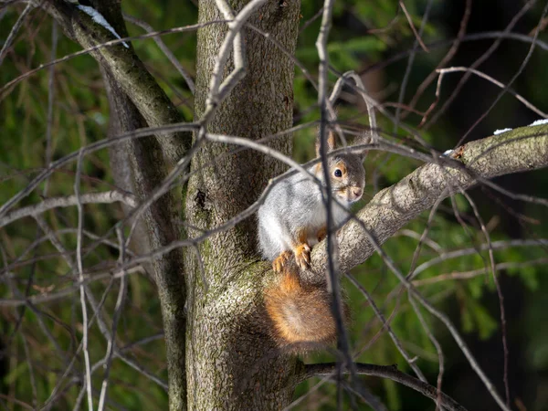 松鼠坐在树枝上向前看 动物和树被太阳照亮了 有松鼠的森林背景 — 图库照片