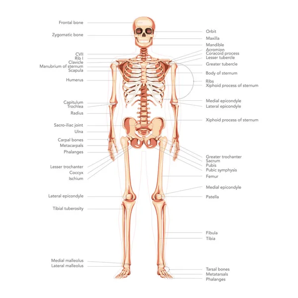 Esqueleto Diagrama humano vista anterior frontal con partes principales etiquetadas como banner de infografía médica científica. Estilo plano — Archivo Imágenes Vectoriales