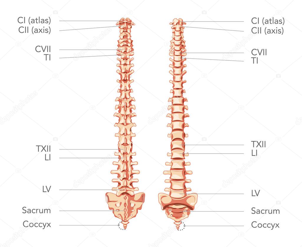 Human vertebral column in anterior posterior view, with spine parts labeled. Vector flat realistic concept illustration