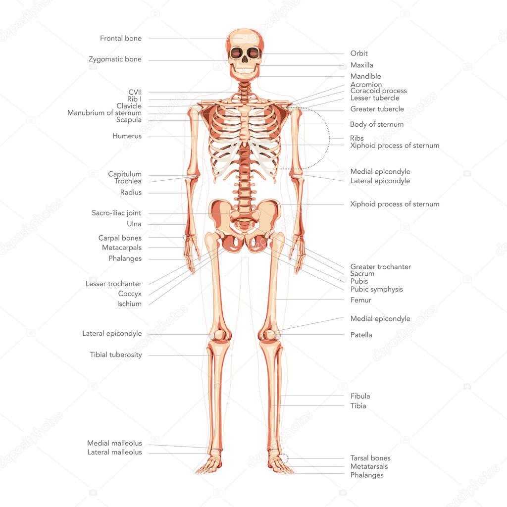 Skeleton Human diagram front anterior view with main parts labeled scientific medical infographic banner. Flat style 