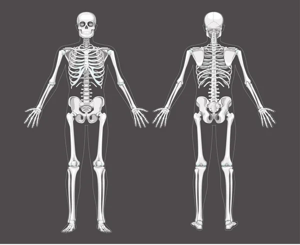 Zestaw systemu szkieletowego Ludzki realistyczny diagram przedni tylny widok tylny. Kolor w skali szarości Wektor — Wektor stockowy