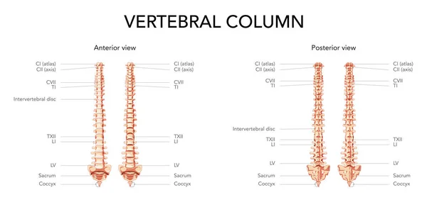 앞에 있는 인간 척추골 열에는 간추 뼈 원반 이 있고 없는 주요 부분들 이 표시되어 있습니다. 반사기 편평 — 스톡 벡터