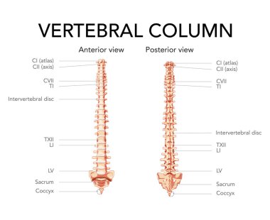 Anterior posterior görüntüde insan omurgası, omurga bölümleri etiketli omurgalar arası disk. Vektör düz gerçekçilik