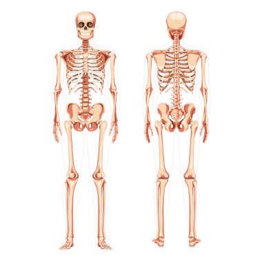 İskelet insan diyagramı gerçekçi bir ön görünüm. Düz doğal renk vektör illüstrasyon didactic tahta anatomisi seti