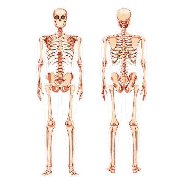 Esqueleto Diagrama humano vista trasera frontal realista. Conjunto de planchas de color natural Vector ilustración didáctica tablero anatomía — Archivo Imágenes Vectoriales