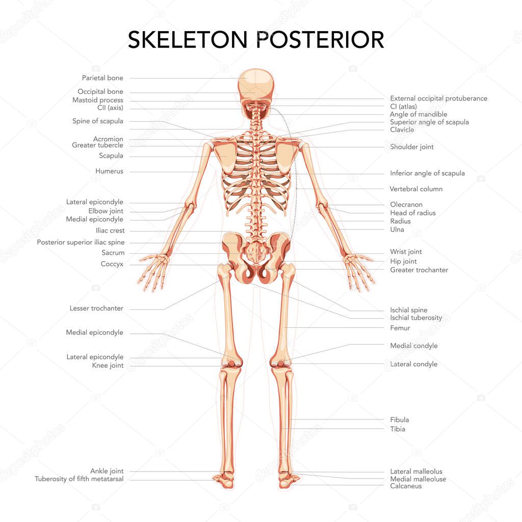 Skeleton Human diagram back posterior view with main parts labeled. Flat beige brown colour Vector illustration board 