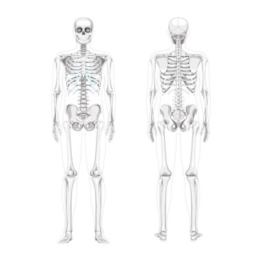 İskelet İnsanlar 'ın gerçekçi diyagramı. Düz gri tonlu vektör illüstrasyonu Anterior posterior