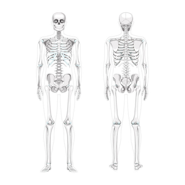 Набор Skeleton Humans реалистичный вид спереди. Плоская серая цветовая гамма Векторная иллюстрация Передняя задняя часть