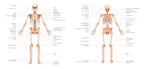 Skelett Diagramm des menschlichen Körpers vordere hintere vordere Rückseite mit beschrifteten Teilen. Eine Reihe von flachen Konzepten illustrieren — Stockvektor