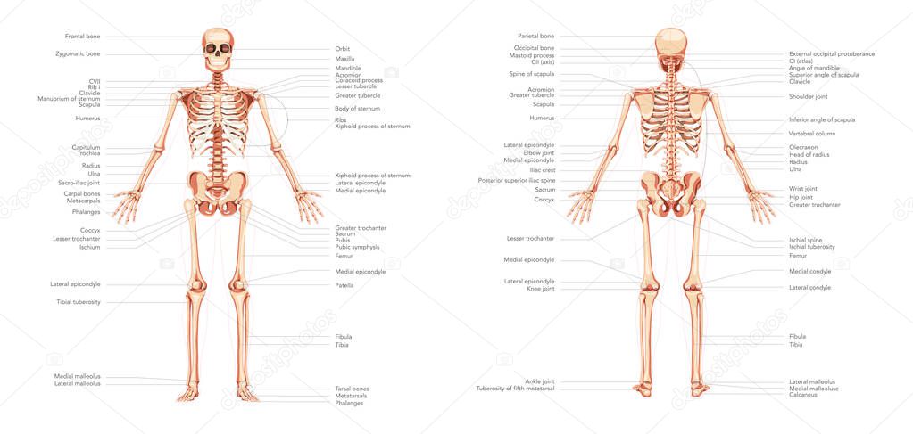 Skeleton Human body diagram anterior posterior front back view with parts labeled. Set of flat concepts illustration