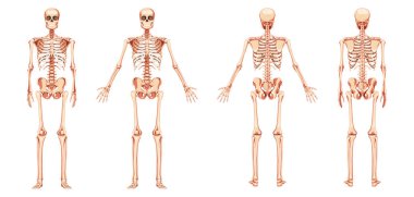 İskelet insan diyagramı ön ön arka arka görünüm ve iki kol pozu. Gerçekçi düz doğal renk seti