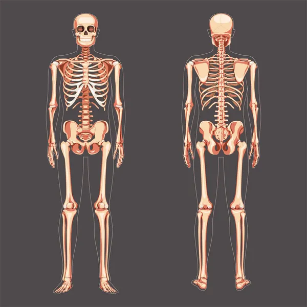 Esqueleto Diagrama humano vista frontal para trás. Conjunto de conceito de cor natural plana ilustração vetorial placa didática de anatomia — Vetor de Stock